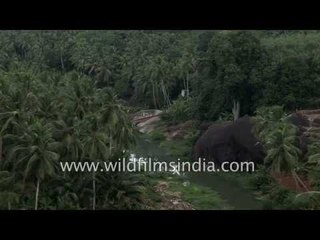 Palm and banana cultivation in Shola forests of Western Ghats