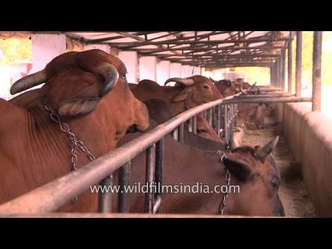 The cow farms and dairies that provide milk to 1.20 billion Indians