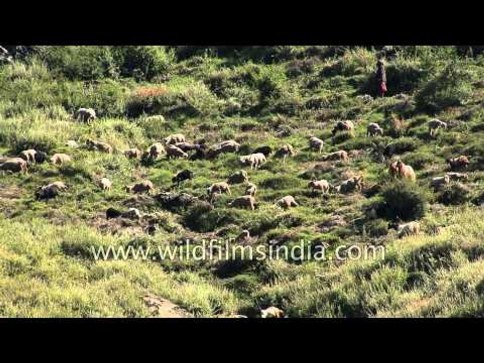 Herd of goats grazing at a meadow in Kashmir