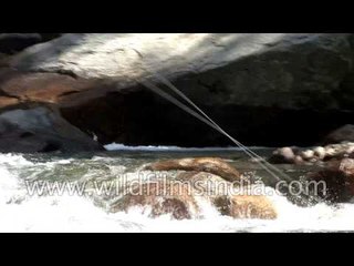 Fly-fishing expedition in Kashmir