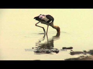 Painted stork wade through water