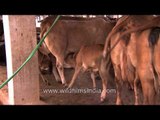 Cow feeding milk to calves