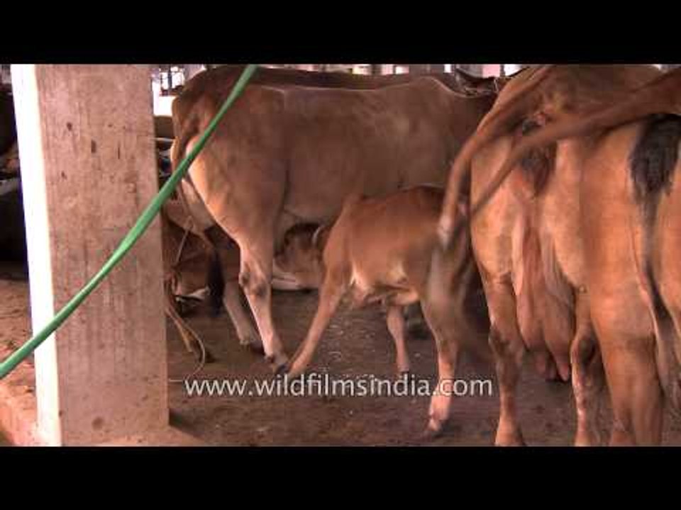 Cow feeding milk to calves