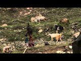 Herd of sheep and goats grazing in Himalayas