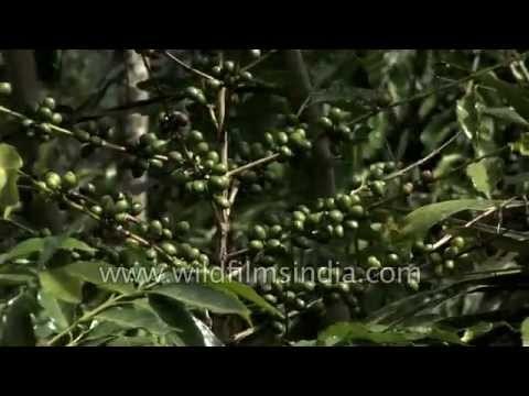 Coffee berries or beans on the shrub, Kerala: India