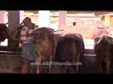 Man bathing cows with water pipe at a dairy farm in India