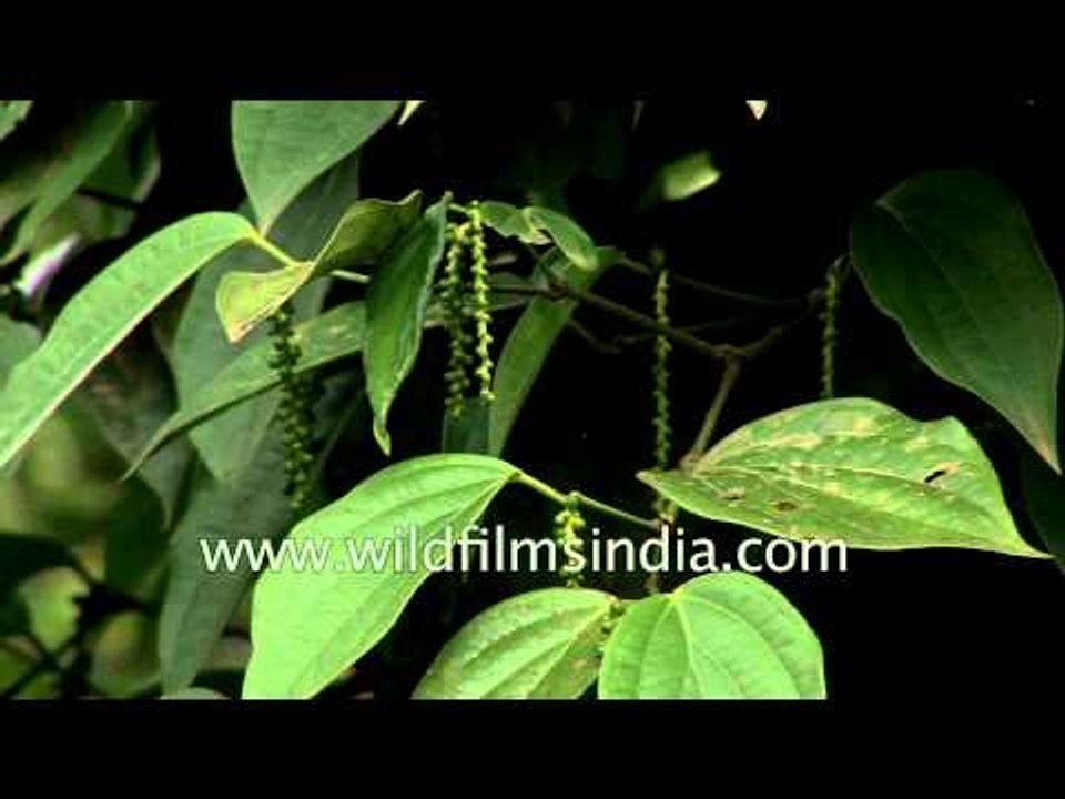 Pepper vines from Piperaceae family grow in Ker...