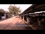 Measuring milk at a dairy farm in India