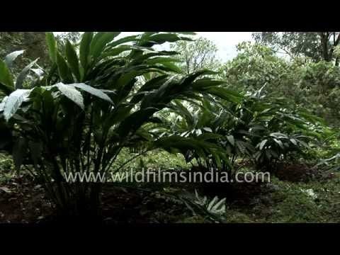 Cardamom plantations in India's southern spice route