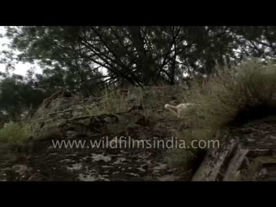 Pashmina goats grazing in Himalayan meadow - Kashmir