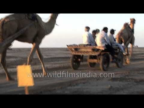 Camel riding in the salt desert of the Rann, Gujarat