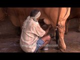 An old man milking cattle at a Gaushala in Delhi