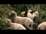 Herd of Pashmina sheep and goats grazing in Himalayas