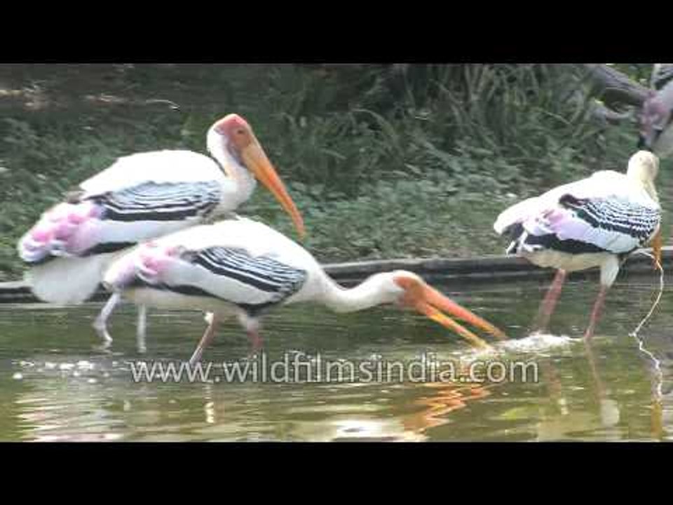 Painted Storks at Purana Qila moat in Old Delhi