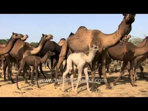 Camels depart for their new journey - Kutch, Gujarat