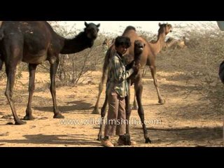 Little boy makes his camel to pose for camera - Gujarat