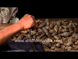Learn how to peel areca nuts
