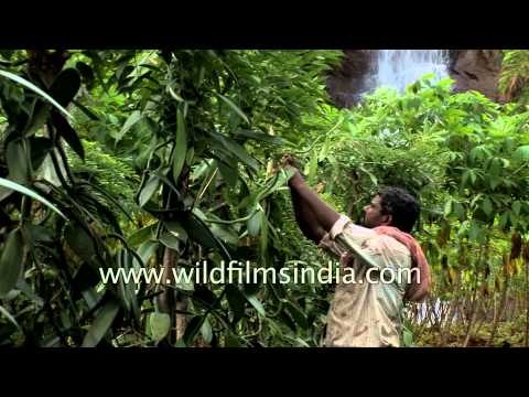 Green Vanilla bean orchids growing in Kerala plantation