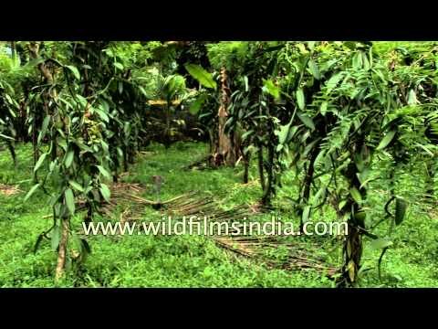 This is where your Vanilla ice cream flavour comes from - Vanilla orchids!