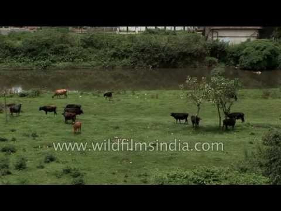 Herd of cattle grazing at a field in Munnar, Kerala