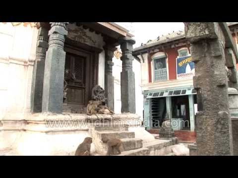 Macaques grooming each other - Swayambhunath temple, Kathmandu