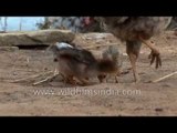 Hen with her chirping chicks in a Karnataka village