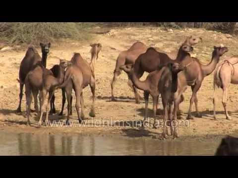 Camels gather at the edge of water: Kutch, Gujarat