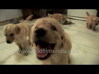 Cute puppies chowing down