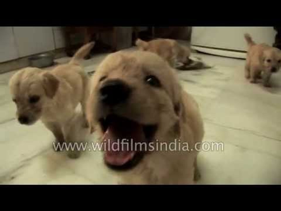 Cute puppies chowing down