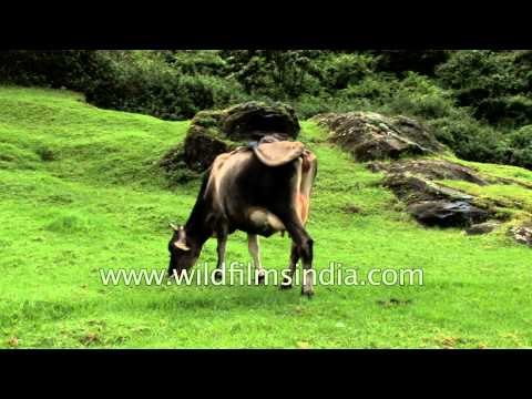 Cattle graze in grassy meadow - Munnar, Kerala