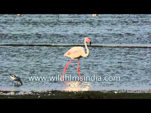 Greater Flamingo and Black-winged Stilt in Thol lake