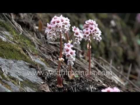 Rhododendron campanulatum shrubs flowering in the Himalaya
