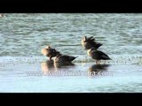 Spot-billed Ducks in Thol lake