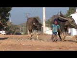 Kids try pulling a calf - Shravanabelagola village, Karnataka
