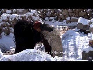 Old Ladakhi man in his sheep-skin jacket talks to his pet Yak!