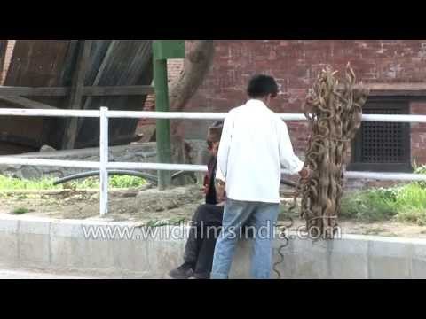 Nepali man sells snake shaped sticks - Kathmandu