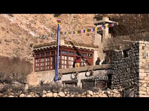 Naturalists film outside their Homestay at Oleh village - Ladakh