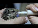 Cutest thing you ever saw! Baby squirrel feeding from syringe
