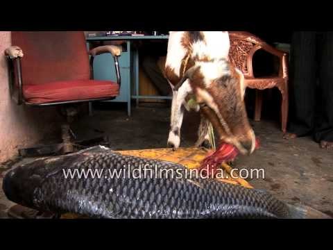 Last vegetarian bastion falls - this goat eats fish and flesh!