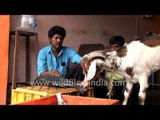 This Indian goat loves to eat fish