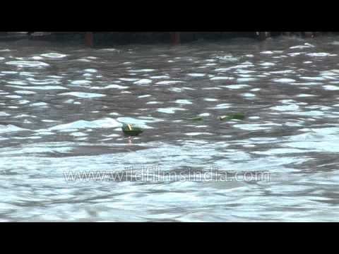 Pilgrims take holy dip on occasion of Kanvar yatra in Haridwar