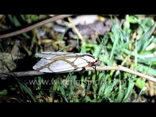 Monsoon moths of the western Himalaya