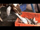 Goat eating fish - only in India