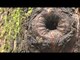 Himalayan Rock Bee forages on Himalayan Balsam plant