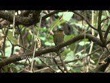 Female Rufous bellied Niltava in Himalayas