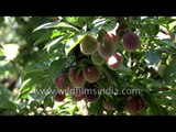 Plums ripen on the tree in a Himalayan Orchard