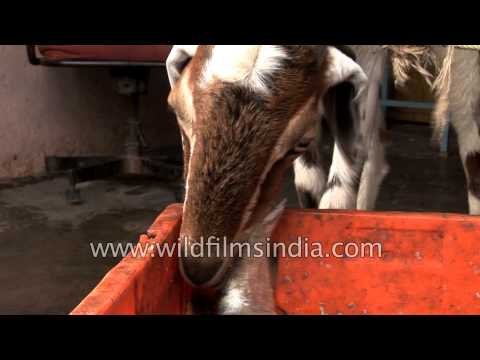 Have You Ever Seen A Goat Eating Fish?