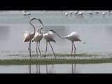 Avian Beauty Of An Indian Wetland - Slow Motion Footage | India