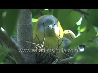 Green Pigeon nesting at Wilderness Films' Delhi office