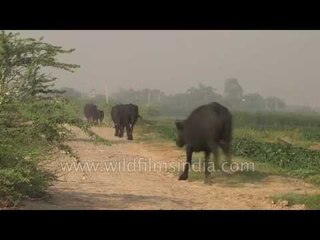 Buffalos running on the roads of Sultanpur  - Delhi NCR